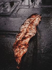 High angle view of dry leaf