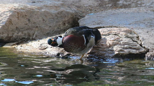 Duck swimming in water