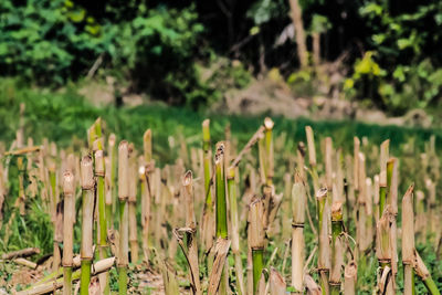 Close-up of flowering plants