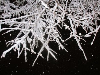 Full frame shot of bare tree