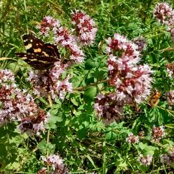 Butterfly on flower