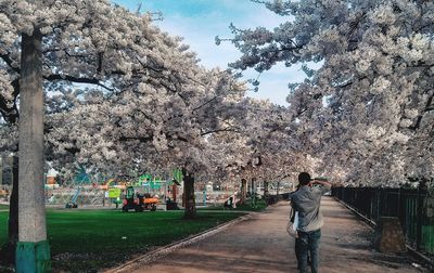 Rear view of man standing by cherry blossom against sky