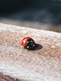 High angle view of ladybug on floor