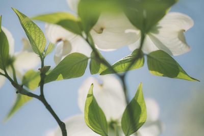 Close-up of white flowers