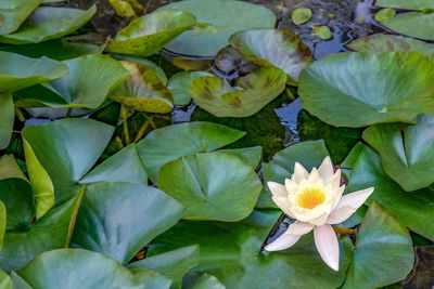 Close-up of lotus water lily in lake