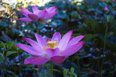 Close-up of lotus blooming outdoors