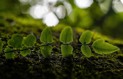 Close-up of fresh green leaves on field