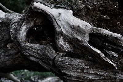 Close-up of driftwood on tree trunk