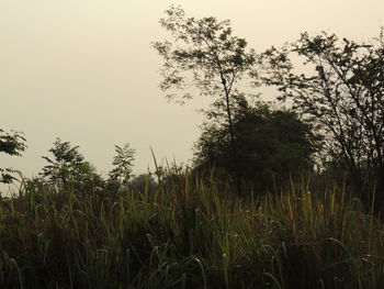 Trees growing on field