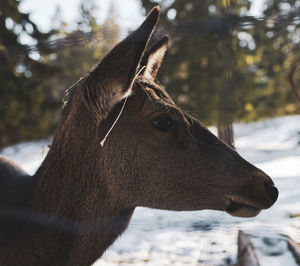 Close-up of a horse looking away