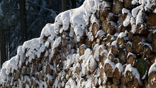 Snow covered trees