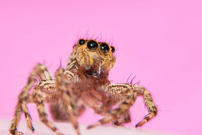 Close-up of jumping spider against pink wall