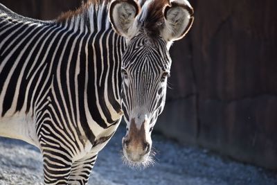 Close-up of zebras at zoo