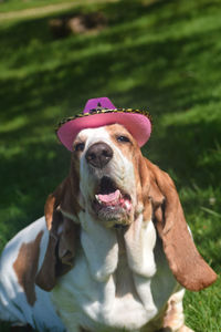 Close-up of dog wearing hat 