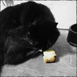 Cat eating food