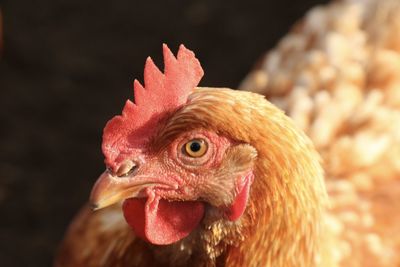 Close-up of a bird