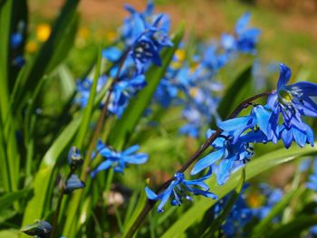 Close-up of fresh blue flowers blooming in grass