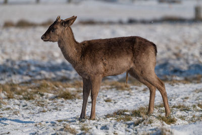 Deer standing on land during winter