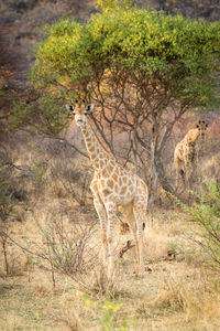 Southern giraffe stands eyeing camera in clearing