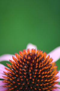 Close-up of coneflower blooming outdoors