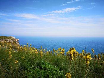 Scenic view of sea and yellow flowers against sky