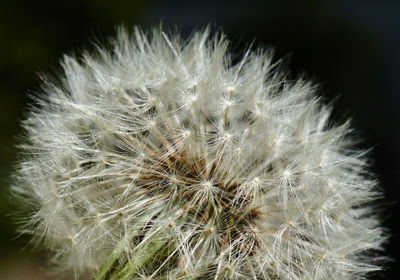 Close-up of dandelion on plant