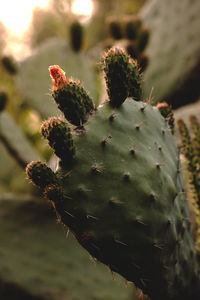Close-up of prickly pear cactus
