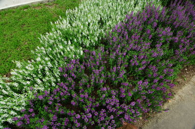 Purple flowering plants
