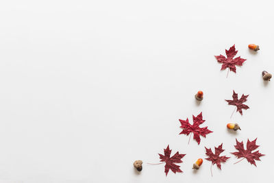 High angle view of berries on white background