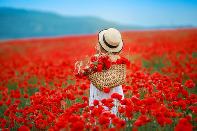 Close-up of red poppy flowers on field