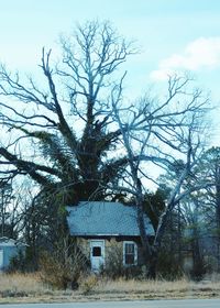 Bare trees against buildings