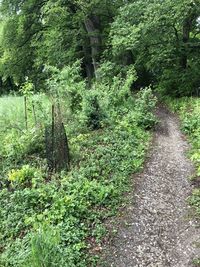 Trees growing in forest