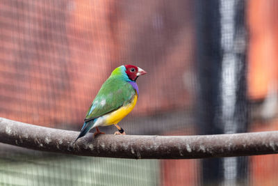 Close-up of parrot perching on branch