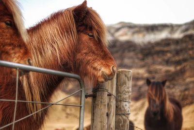 View of horse in ranch