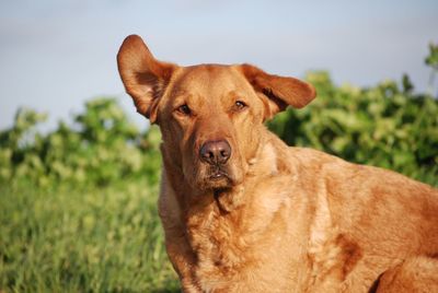 Close-up portrait of dog against sky