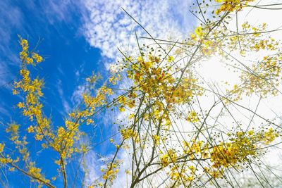 Low angle view of tree against blue sky