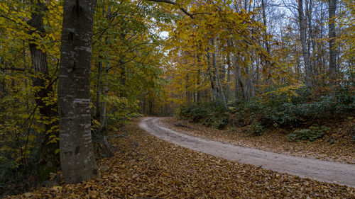 Road amidst trees in forest during autumn