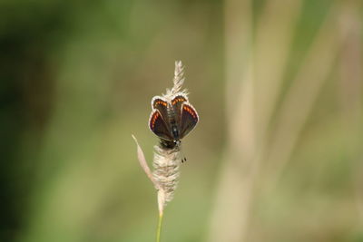 Close-up of insectinsect butterflies 