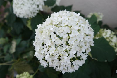 Close-up of white flowers