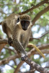 Portrait of monkey sitting on tree