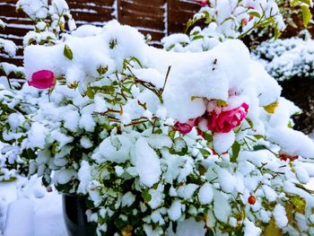 Close-up of snow on plant during winter