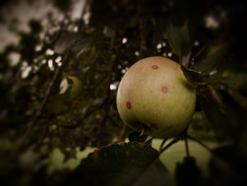 Close-up of apple on tree