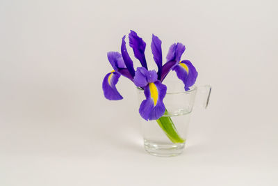 Close-up of purple flower in vase against white background