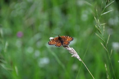 Butterfly pollinating flower