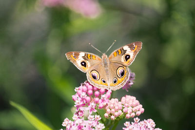 Close-up of butterfly pollinating on pink flower