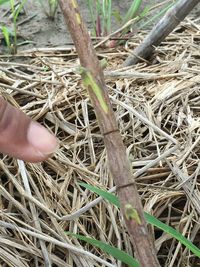 Close-up of cropped hand touching plant