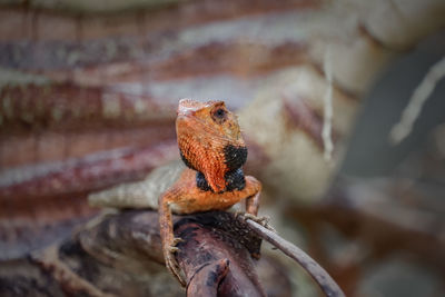 Close-up of lizard on wood