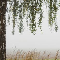 Low angle view of trees growing against sky