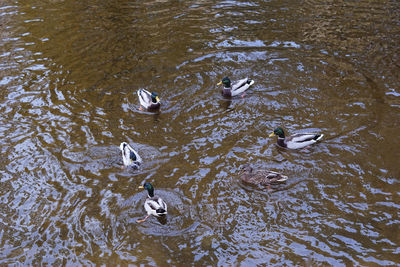 High angle view of ducks swimming in lake