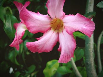 Close-up of pink day lily blooming outdoors